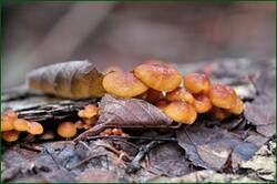 0_1532af_ca837581_orig.jpg