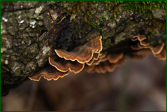 0_104f7b_1a497462_orig.png