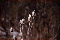 0_106354_4071b74a_orig.png