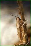 0_100b07_bb284039_orig.jpg