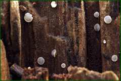 0_104de5_13d09635_orig.png