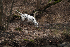 0_104f0b_7c60a48_orig.png