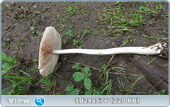0_12bf11_31304bae_orig.png