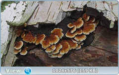 0_12c1bf_38587ce9_orig.png