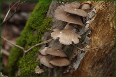 0_104f77_d8557ab8_orig.png