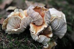 0_14cfa3_250f59bb_orig.jpg