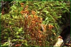 0_10193c_946a1ede_orig.jpg