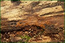 0_fe264_e59aa07c_orig.jpg