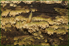 0_e3f98_f434346_orig.png