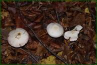 0_ef762_434bb728_orig.jpg