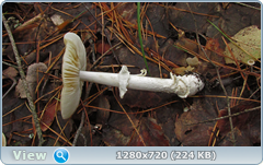 0_10b582_da404210_orig.png