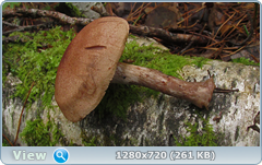 0_10b58a_26a4f7e0_orig.png