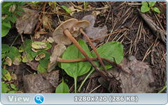 0_10b5a6_267e4eea_orig.png