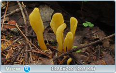 0_10b5c4_39e3616_orig.png