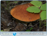 0_d4c28_f03c6632_orig.png