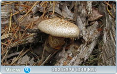 0_e781e_24e63926_orig.png