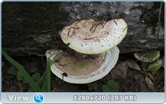 0_ef39e_64148262_orig.png