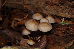 0_d956f_31b14338_orig.png