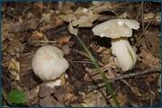 0_d3266_2b74a1d3_orig.jpg