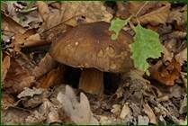 0_ef82f_f1d35040_orig.jpg