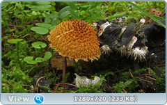 0_11210b_87b90f80_orig.png