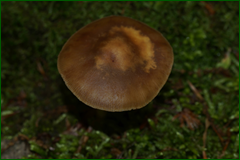 0_e3f28_171883a7_orig.png