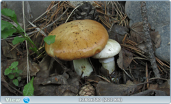 0_1097f5_8f997a9a_orig.png