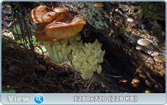 0_1121ce_d0b1695d_orig.png