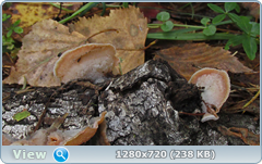 0_1121f1_43399f77_orig.png