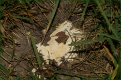 0_e4417_6482450d_orig.png