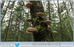 0_105955_a7d76ade_orig.png