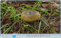 0_110845_409fa38_orig.png