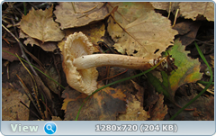 0_112af8_2b8e2a60_orig.png