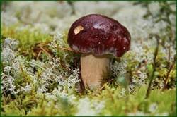 0_12d36f_75fd8d8b_orig.jpg