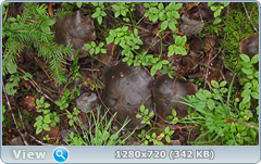 0_10de16_660116be_orig.png