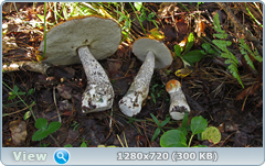 0_1120b4_aeb10749_orig.png