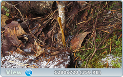 0_11581f_782c677_orig.png