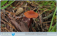 0_11897c_f070f984_orig.png