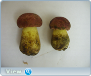 0_130988_3ca38b6a_orig.png