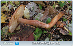 0_f30ef_69131274_orig.png