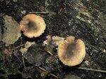 0_6e3cf_67bcb525_S.jpg