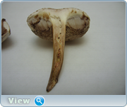 0_13059e_c18fb34_orig.png