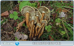 0_ef394_7893deb9_orig.png