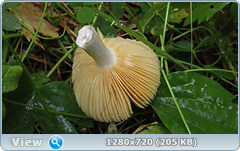 0_e9adf_62006258_orig.png