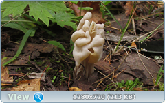 0_10f31d_61a1d6e1_orig.png