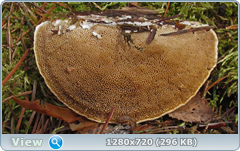 0_10204c_b595f047_orig.png