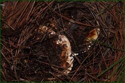 0_f21f3_9707504f_orig.jpg