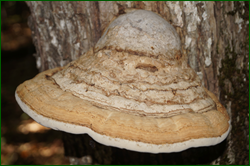 0_d9637_768e7fac_orig.png