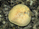 0_77e94_acfe3e77_S.jpg