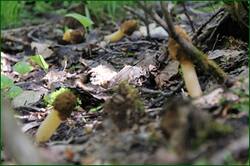 0_141c1f_f52f1d99_orig.jpg